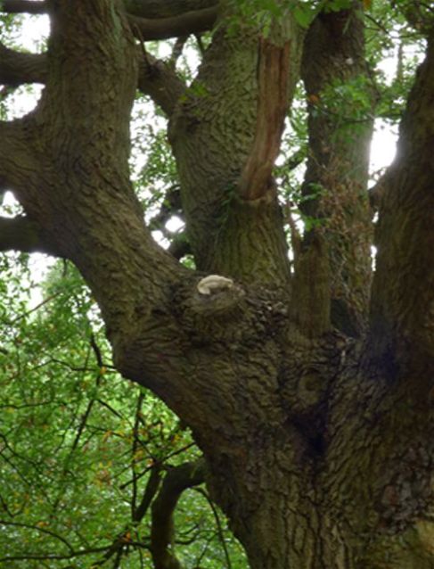 On an historic pruning wound on a mature Turner oak at Hampstead Heath, London
